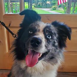 Miniature Australian Shepherds from Set Apart Farm