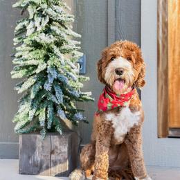 Honey - Australian Labradoodle