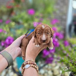 Blue Collar - Red  male Goldendoodle puppy in Somerville, Alabama from Southern Enchanted Doodles