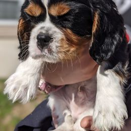 Cavalier King Charles Spaniel Puppies from Charleston Cavaliers