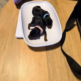 Miniature Pinscher Puppies from Bridget GreenBoddy