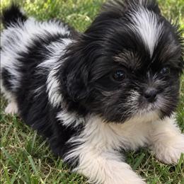 Boy 1 Buster - Black and white male Shih Tzu puppy in Chipley, Florida from Shih Tzu Babies