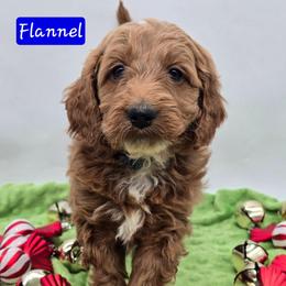 Flannel - Apricot male Goldendoodle puppy in Neillsville, Wisconsin from Granton Creek