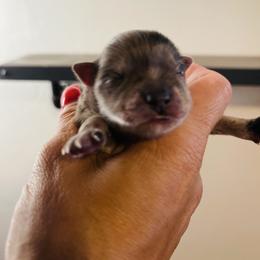 Chanel - Blue merle female Pomeranian puppy in Tucson, Arizona from Kristy's Pomeranians