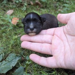 Beatrice - Black and white female Havanese puppy in Zanesville, Ohio from Charlotte Landry