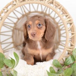 Hershey - FULL AKC Choc - Chocolate and tan male Dachshund puppy in Neosho, Missouri from A Walk In The Park