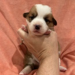 Australian Cattle Dog and Pembroke Welsh Corgi Puppies from Diamond Bar H