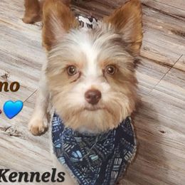 Gizmo - Yorkshire Terrier