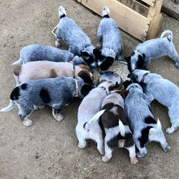 Australian Cattle Dog Puppies from Alpine Creek Ranch L.L.C.