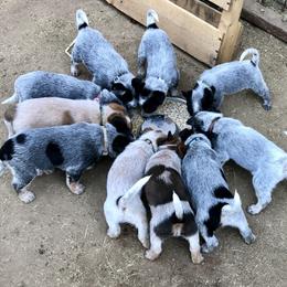 Australian Cattle Dog Puppies from Alpine Creek Ranch L.L.C.