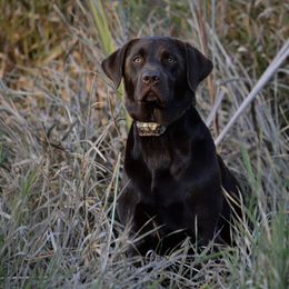 Lisa - Labrador Retriever
