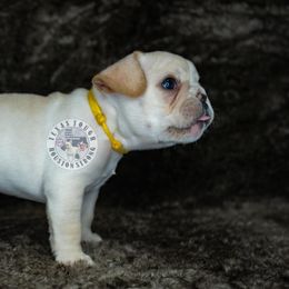 French Bulldog Puppies from Tran's Bullies