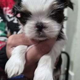 Only girl - Black and white female Shih Tzu puppy in Green Valley Lake, California from All American Shih Tzu Puppies