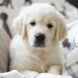 Golden Retriever Puppies from Southern Paws, LLC