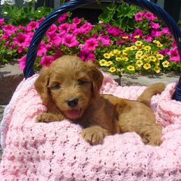 Goldendoodle and Irish Doodle Puppies from Toodles Goldendoodles