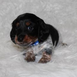 Piebald Boy 2 - Piebald male Dachshund puppy in Lily, Kentucky from Little Acres Miniature Dachshunds