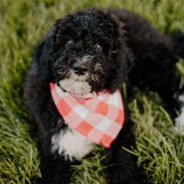 Pancake - Black and white male Sheepadoodle puppy in Patterson, California from Dooling Doodles