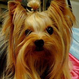 Yorkshire Terriers from Regalia Yorkies