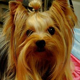 Yorkshire Terriers from Regalia Yorkies