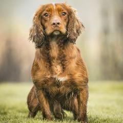 Bull - English Cocker Spaniel