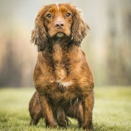Bull - English Cocker Spaniel