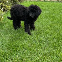 1 - Black male Poodle puppy in Severance, Colorado from Cox's Poodle Pups