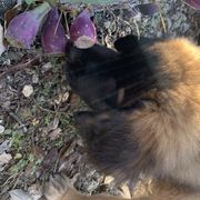 Leonberger Puppies from Yvain Leonbergers, LLC