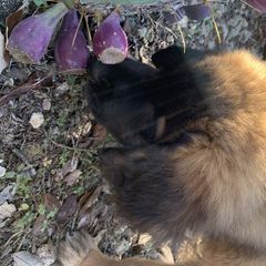 Leonberger Puppies from Yvain Leonbergers, LLC