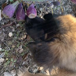 Leonberger Puppies from Yvain Leonbergers, LLC