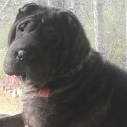 Chinese Shar-Pei from Bilderbear Shar-Pei