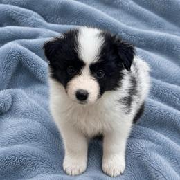 Male 4 - Black and white male Border Collie puppy in Shell Knob, Missouri from Stoneridge Kennel