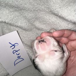 Derby - Black and white male Cocker Spaniel puppy in Hickory, North Carolina from Home Grown Cocker Spaniels