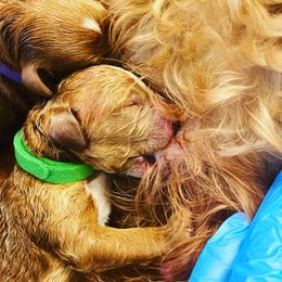 Girl 1 - Goldendoodle puppy in Morehead City, North Carolina from Shoreside Doodles