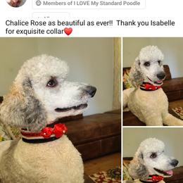 Chalice - Poodle