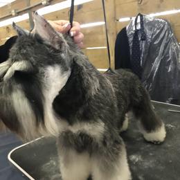 Cacy - Miniature Schnauzer