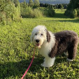 Old English Sheepdog Puppies from Owasco Valley Sheepies