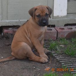 Mr. Black  (Barron) - Rhodesian Ridgeback puppy from Karamojo Ridgebacks, Quality over Quantity