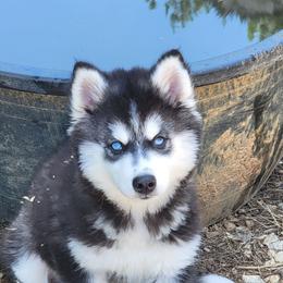 Black and white Male - Black and white male Pomsky puppy in Gladstone, Virginia from Rustic Charms Miniature Huskys