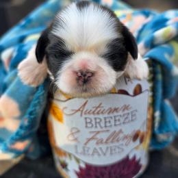 Miss Jewel - Brindle and white female Shih Tzu puppy in Cartersville, Georgia from Autumn Breeze Shih Tzus and Friends
