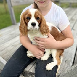 Winter - Cavalier King Charles Spaniel