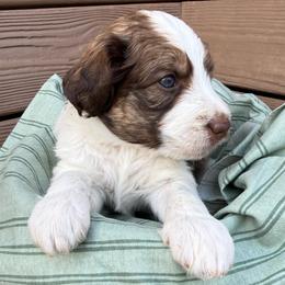 Porter - Brown and white male Bernedoodle puppy in Mint Hill, North Carolina from Ball-Y-Hoo Bernedoodles