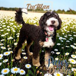 Truman - Bernedoodle