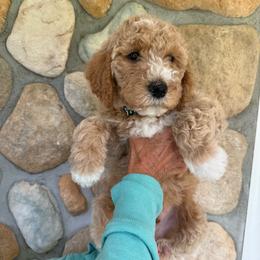 Dark Green - Boy - Red  male Goldendoodle puppy in Kent City, Michigan from Hannah Mae Doodles