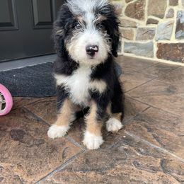 Kobe - Bernedoodle puppy from Country Ridge Puppies
