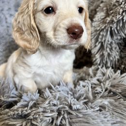 Neva - Cream Dachshund puppy in Highland, California from BAES Teufelshunde