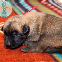 Puppy male 1 - Fawn male Belgian Malinois puppy in Fredonia, Arizona from Zion Malinois