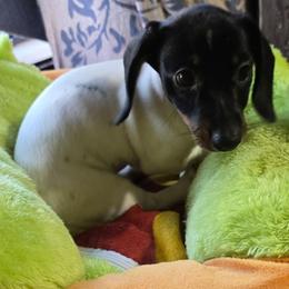 Tissy Mini AKC Smooth 2650.00 Tri Color Pibald - Piebald female Dachshund puppy in Oklahoma City, Oklahoma from Hamm Weenies  AKC (Dachshunds)