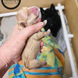 Wheaten female - Wheaten female Scottish Terrier puppy in Roslyn, South Dakota from Viceroy's Kennel LLC