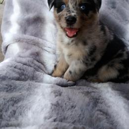 Australian Shepherd Puppies from Vortex Australian Shepherds