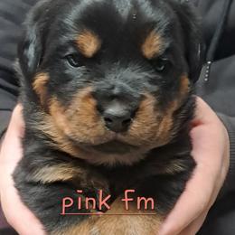 Girl 4 - Black and mahogany female Rottweiler puppy in De Witt, Iowa from Irish Eyes Kennels